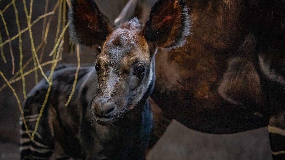 baby-okapi