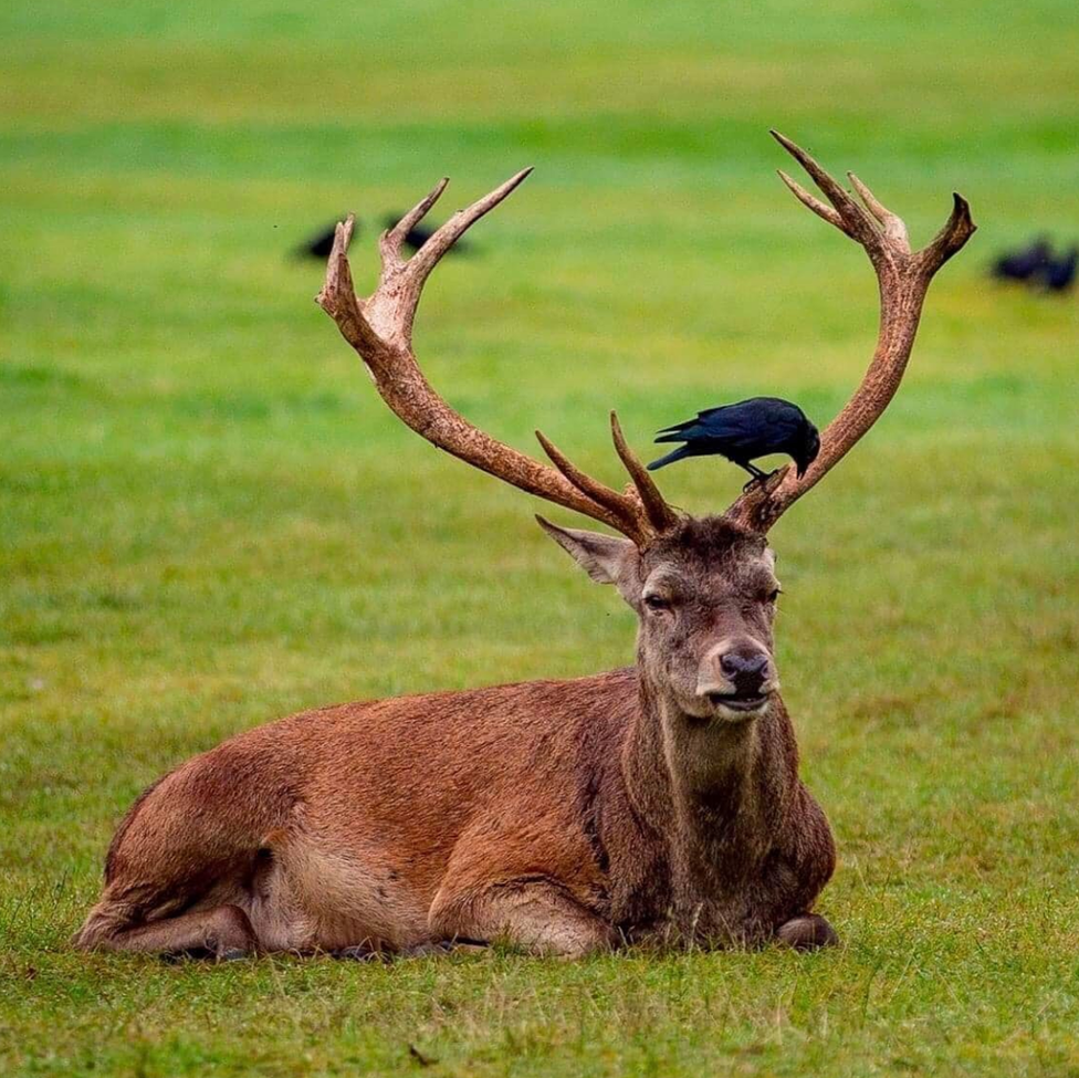 An "old stag" with new antlers