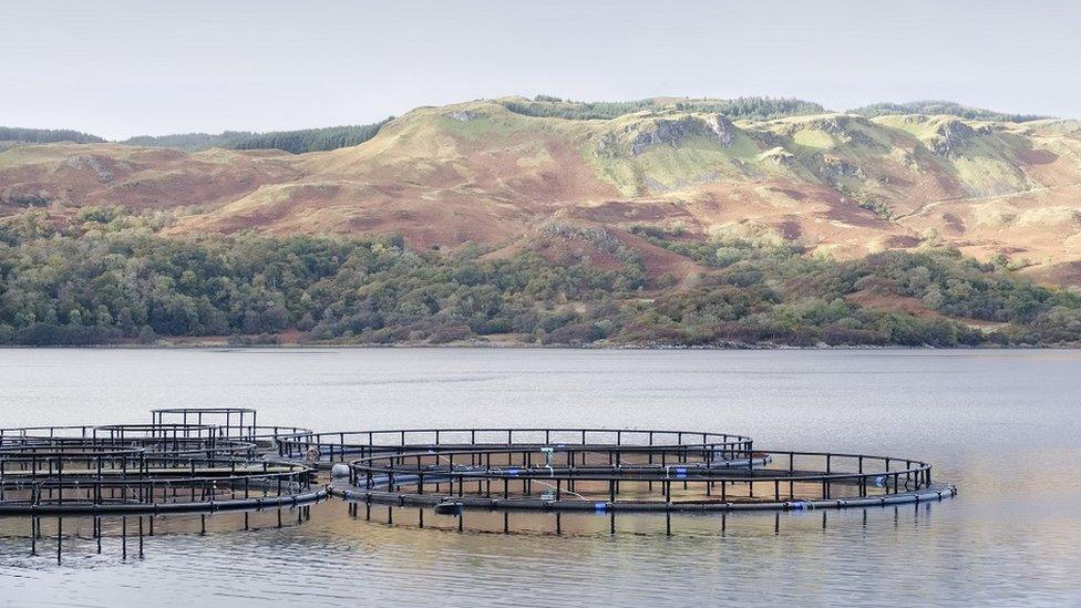 Salmon farm