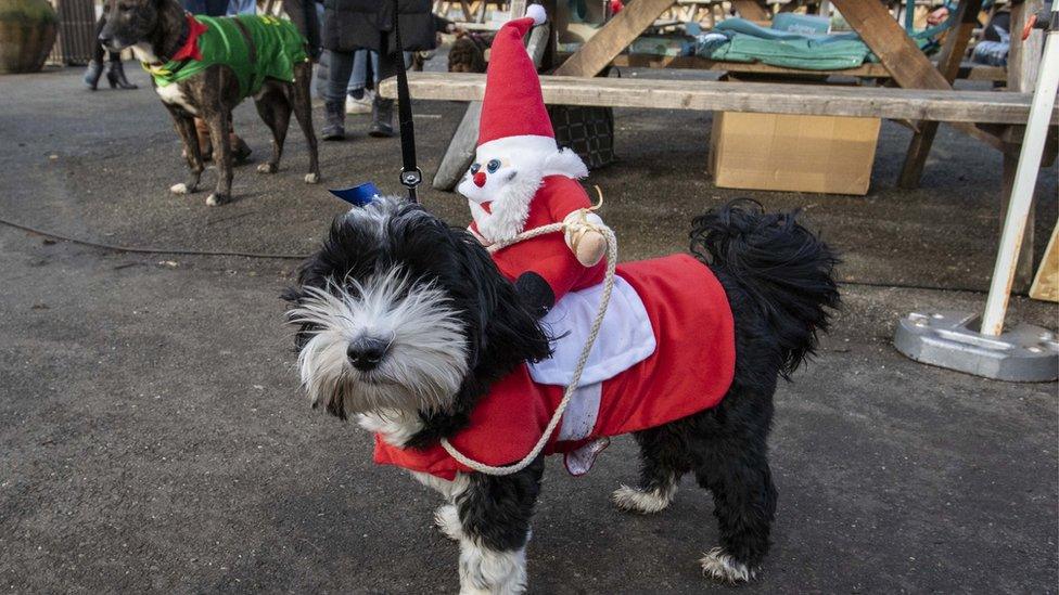 Dog-in-Christmas-jumper.