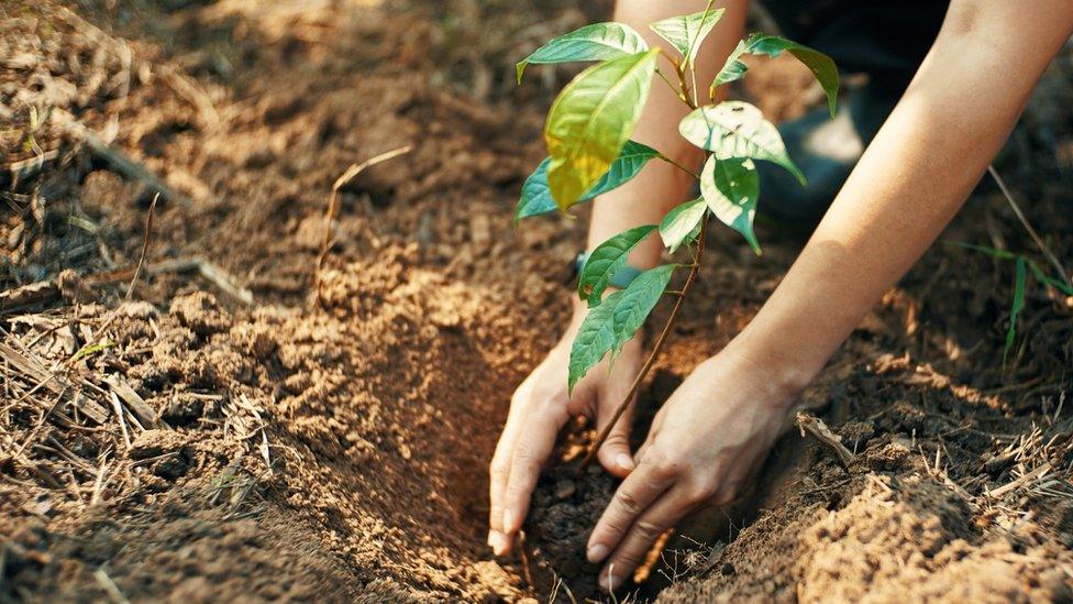 A tree being planted.