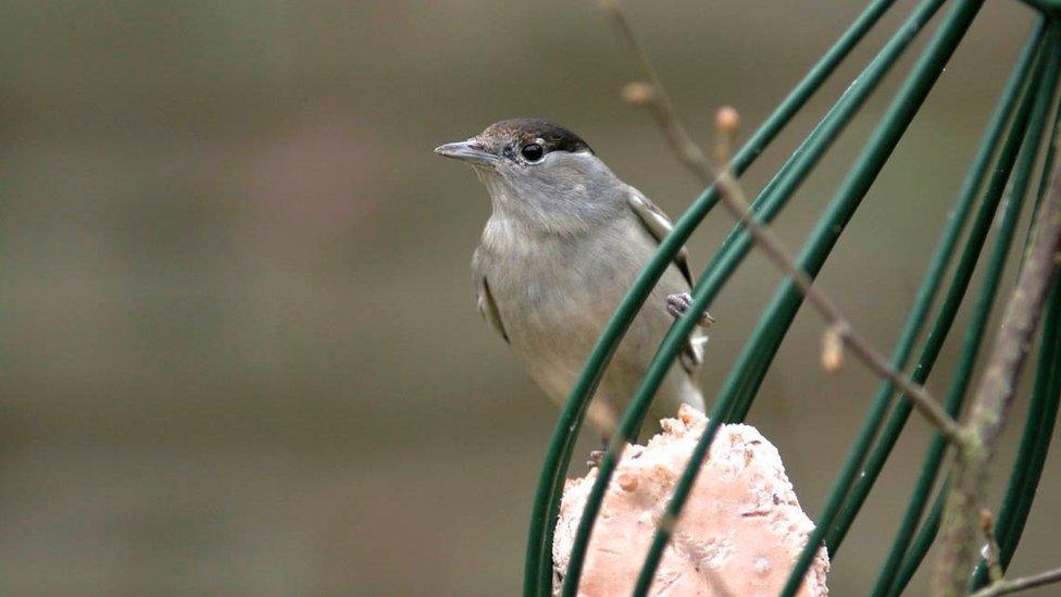 Blackcap (c) Mark R Taylor/BTO