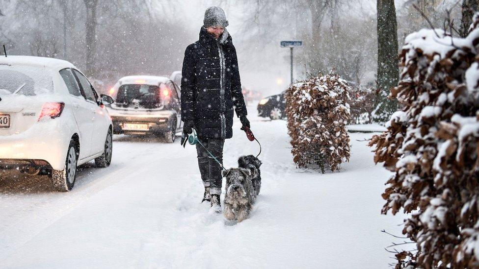 A woman walking dogs in the snow