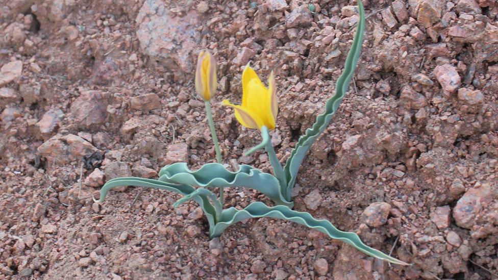 Tulipa toktogulica