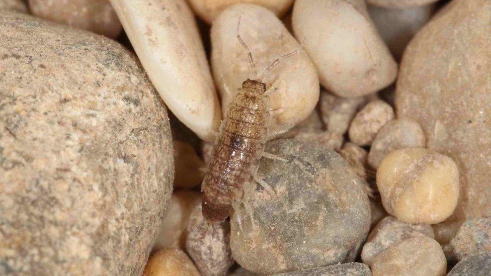 Coastal woodlouse Stenophiloscia glarearum at Ringstead Bay beach