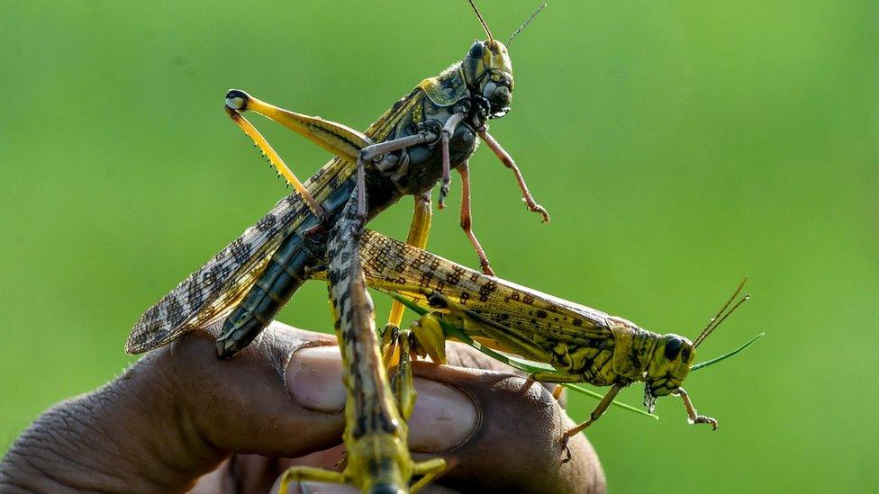 hand-holding-three-locusts