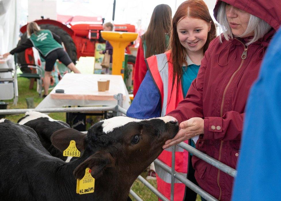 Cow being petted by woman