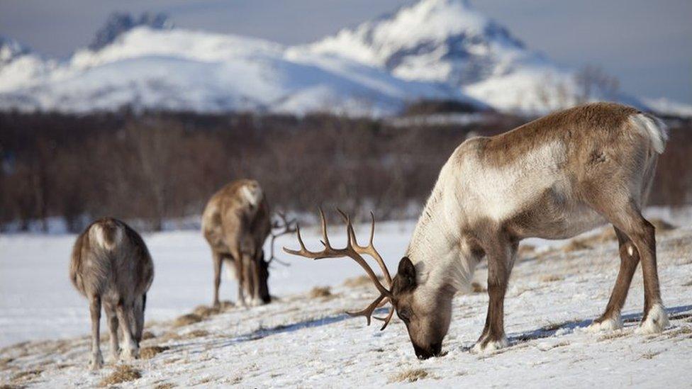 Reindeer grazing