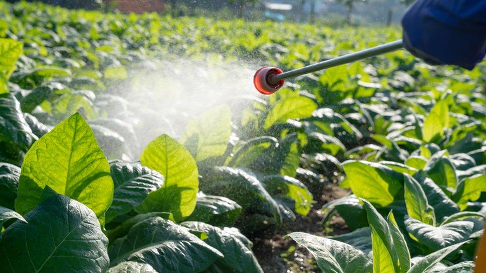 herbicides being prayed onto cabbages
