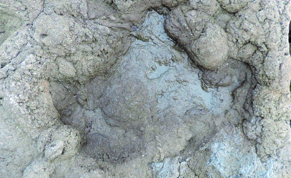 Dinosaur footprint