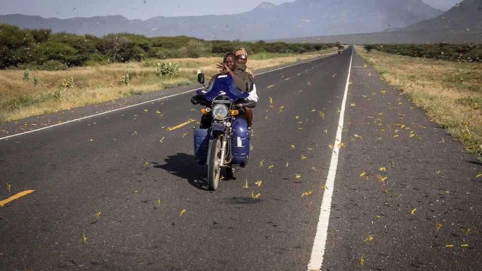 A UN Food and Agriculture Organization handout photo of people trying to drive through a swarm of locusts in East Africa, January 2020