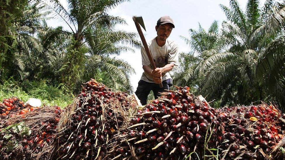 Person hitting oil palm fruits