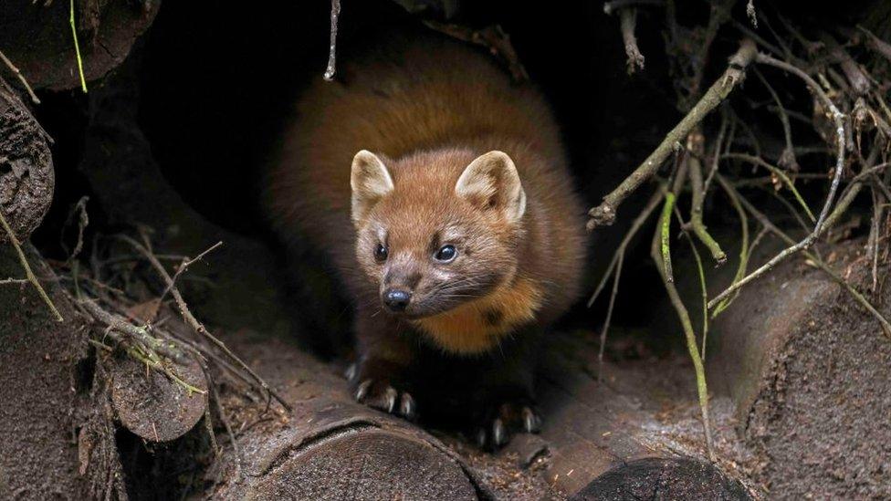 Pine marten