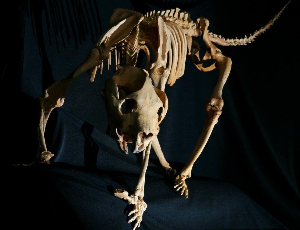 A reconstructed skeleton of the marsupial lion, which weighed up to 100kg