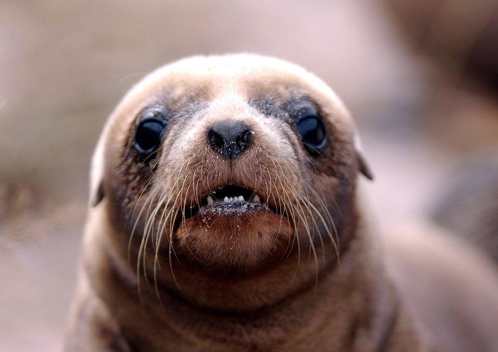 A Hookers Sea lion pup on Enderby Island in the Auckland Islands group , 476 kilometres from the southern tip of New Zealand's South Island.