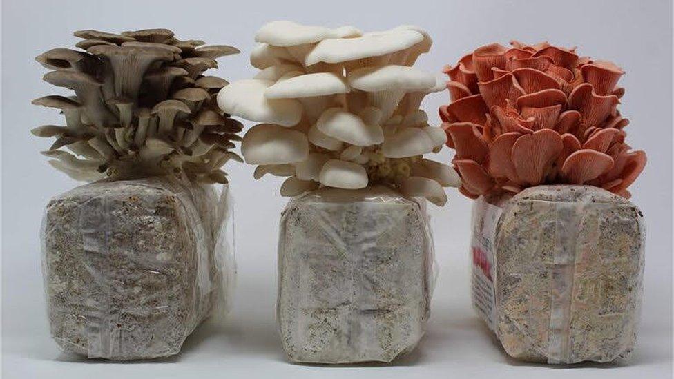 Three types of mushrooms