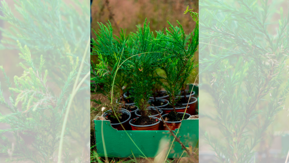 Giant sequoia saplings