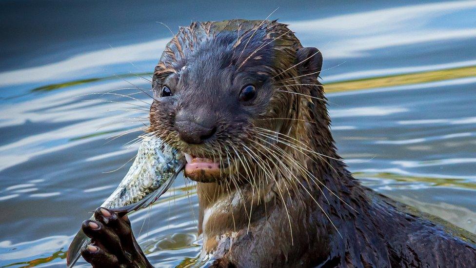 Otter eating a fish