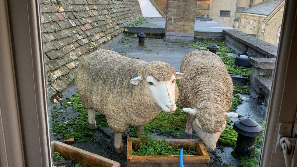 Sheep on a roof