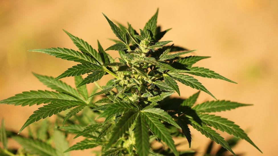 A cannabis plant