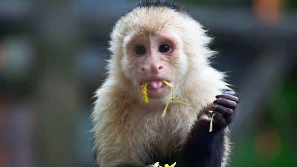 monkey eating