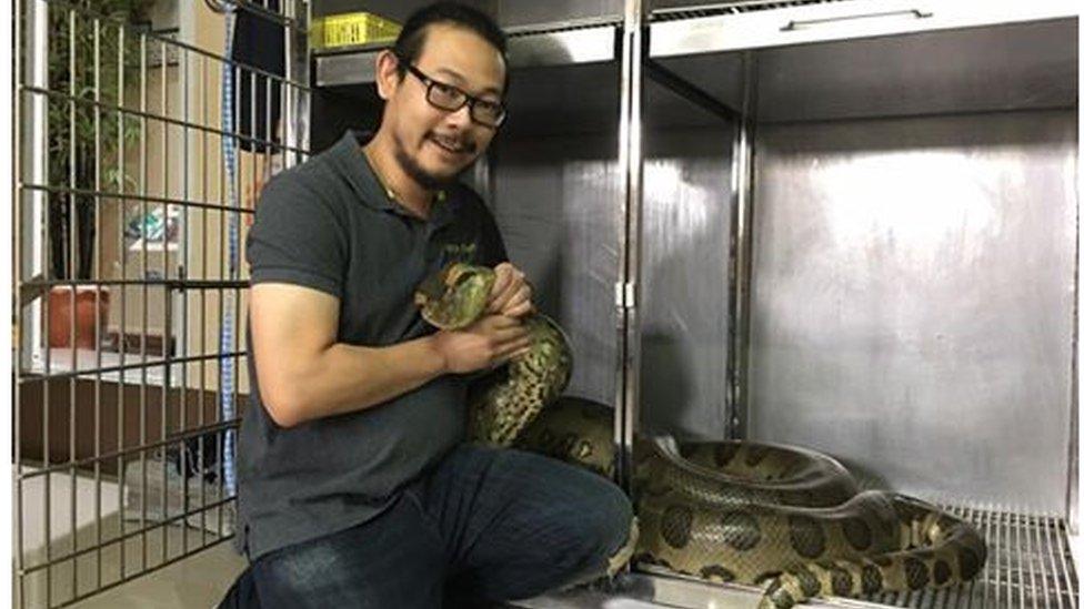 Taweesak Anansiriwattana with the anaconda after surgery