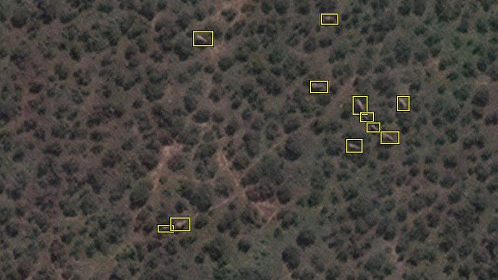 Elephants in satellite image