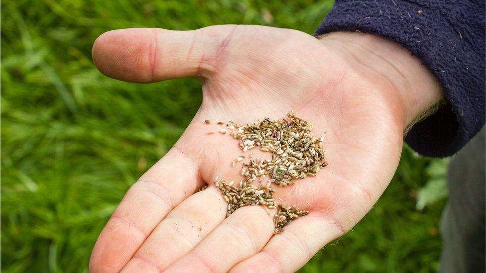 Small seeds in the palm of a man's hand