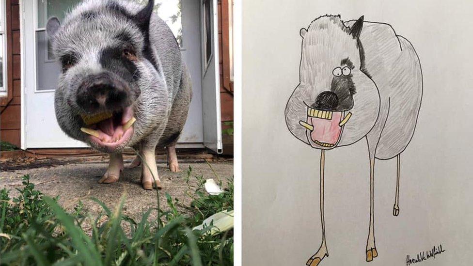 Pig