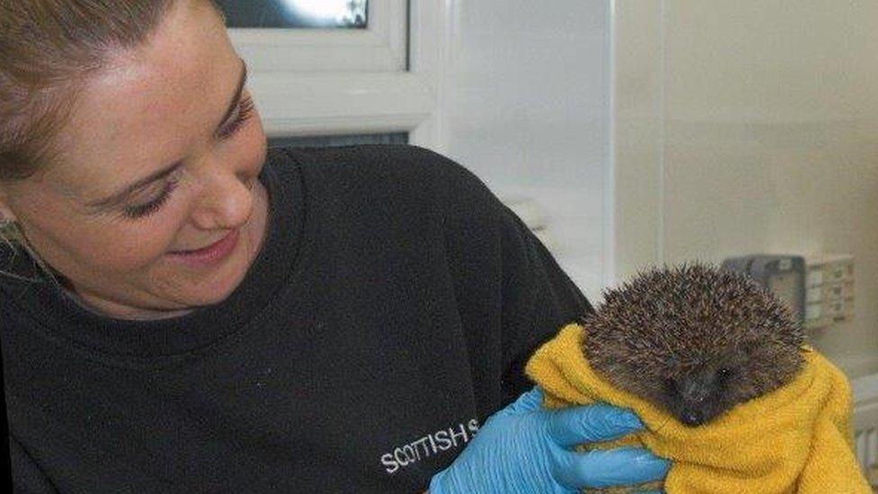 Nicola Turnbull and hedgehog Phelps