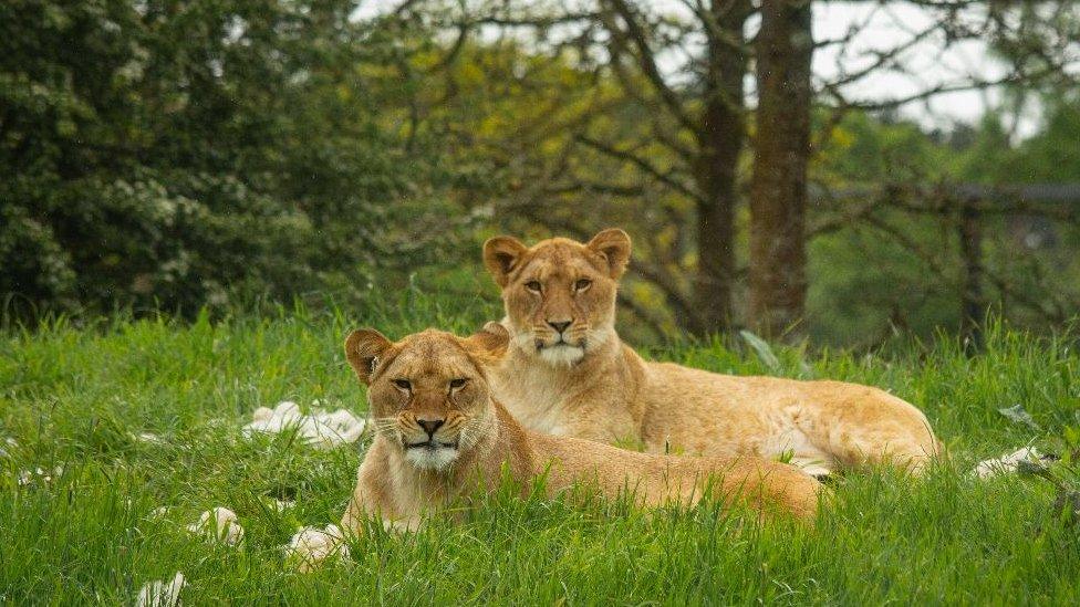 Lioness shown sitting on the grass together