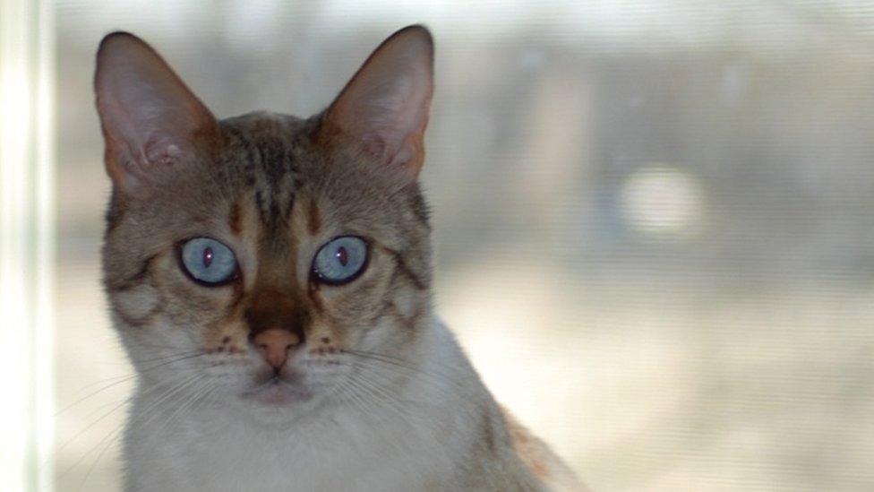 Frostie the snow-spotted Bengal