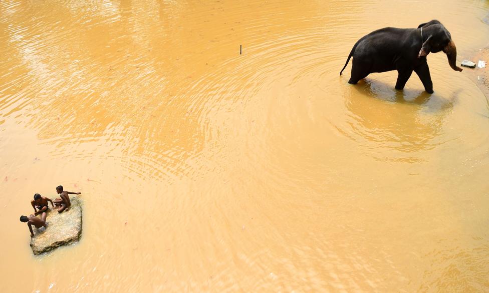 Children bathe in a river alongside domesticated elephant, in Kataragama, southern Sri Lanka