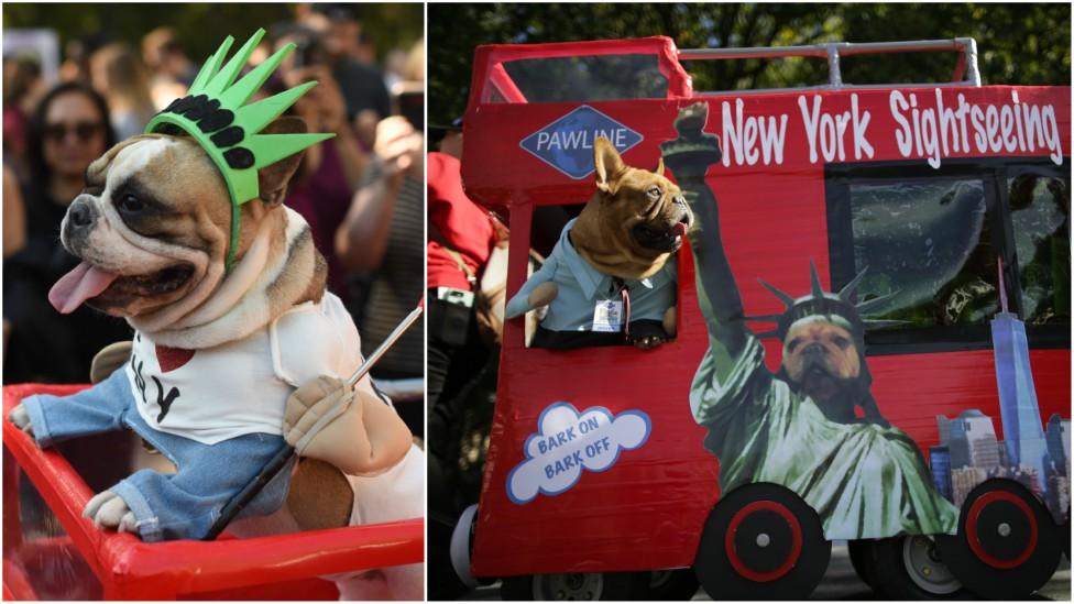 Left-hand image shows bulldog wearing a Statue of Liberty crown and an 'I love NY' t-shirt, right-hand image shows anoter bulldog leaning outside a fake New York Sightseeing bus, wearing a bus driver's uniform.