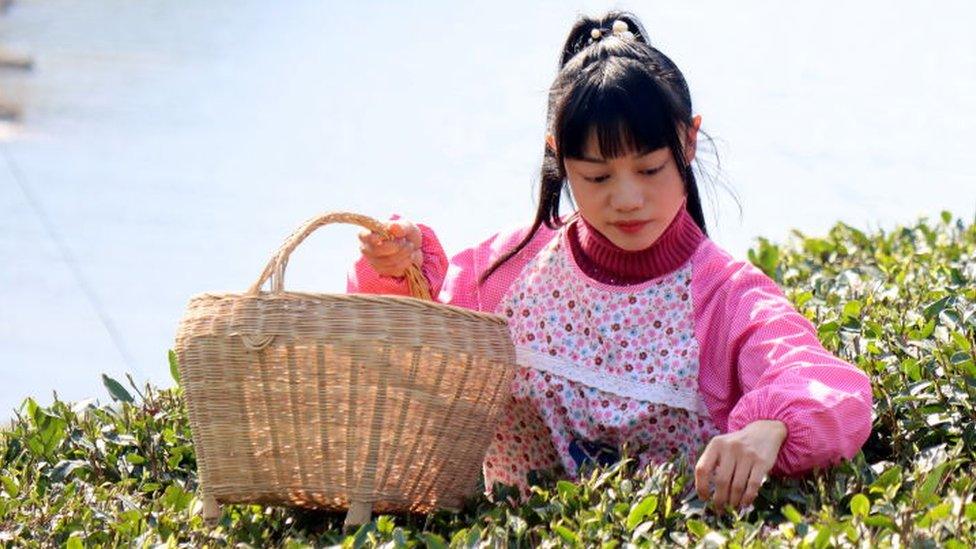 Woman picking tea