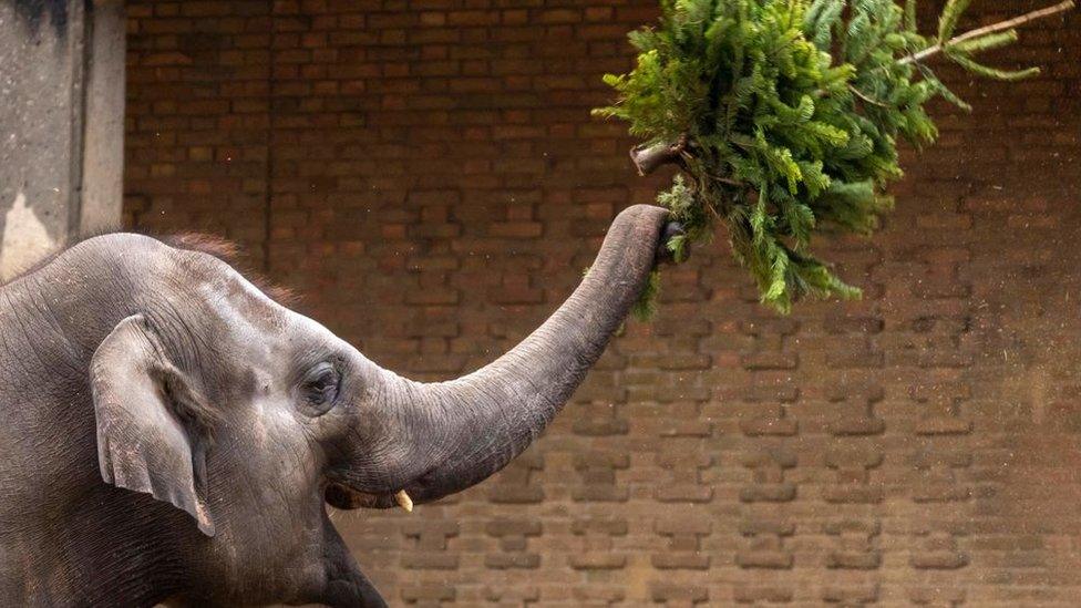 Elephants eats a Christmas tree