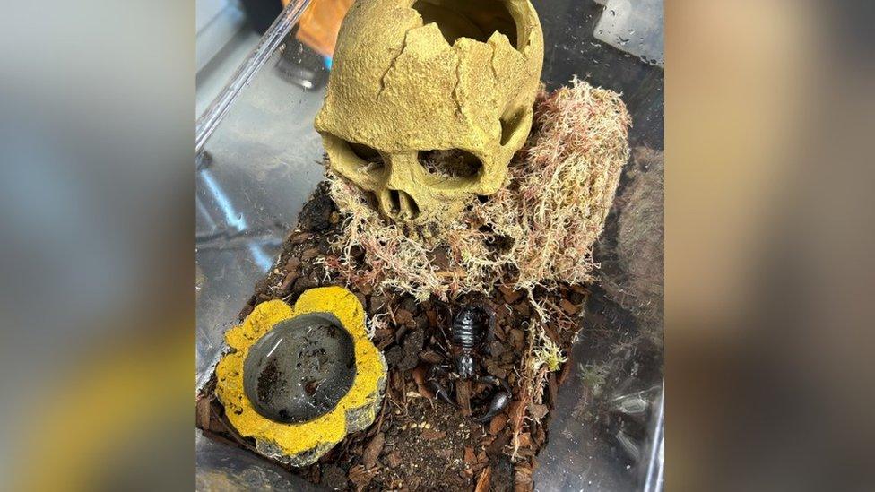 Scorpion in a container with a fake skull above it