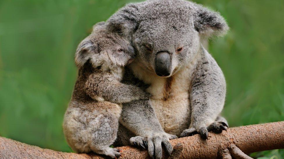 A mother koala with her baby, sitting on a tree branch.