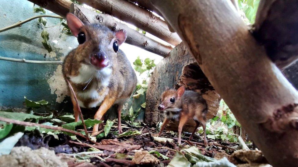 Baby mouse deer with parent