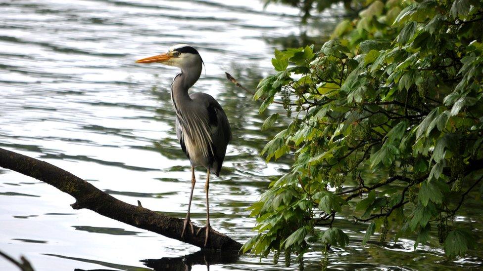 Grey heron