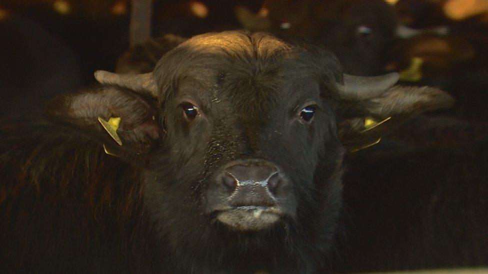 The Buffalo Farm