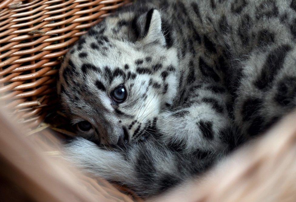 A baby snow leopard lays in a basket at the Tierpark zoo in Berlin as he gets his first vaccination on August 10, 2017.