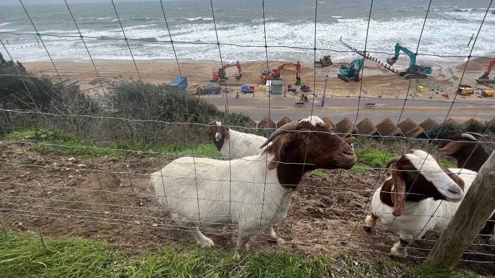 Bournemouth clifftop goats