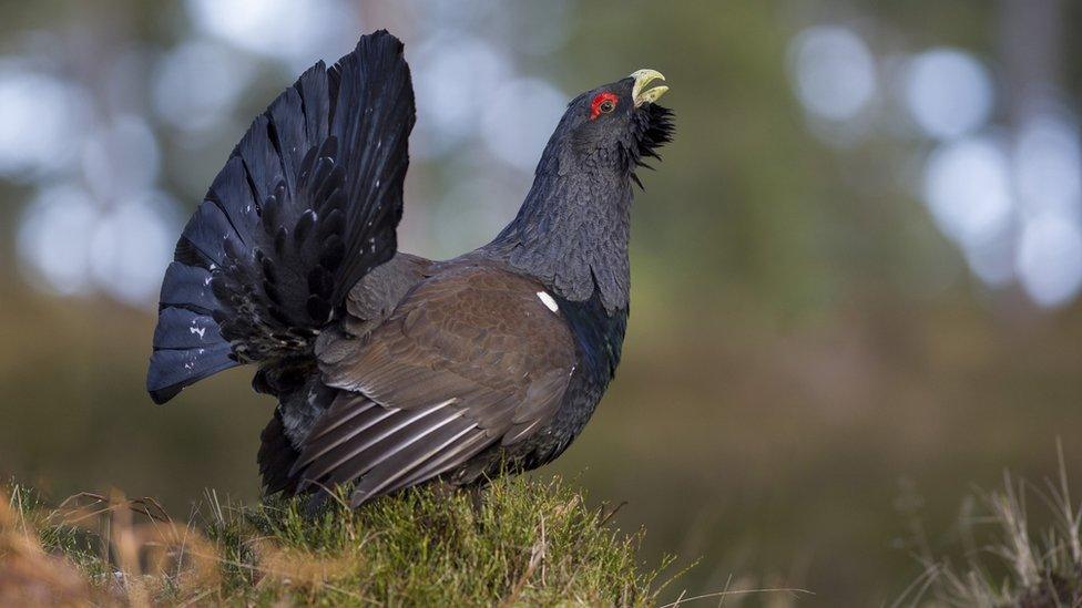 A capercaillie bird