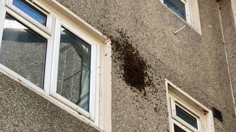 Bees on the wall of a property in Milton Keynes