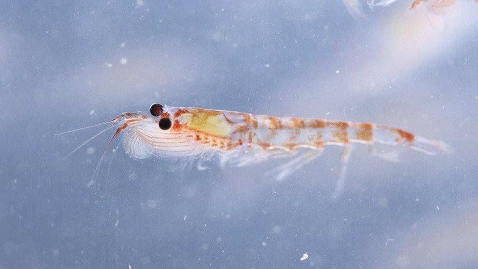 Krill