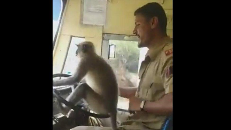 The bus driver sits with the monkey on the steering wheel