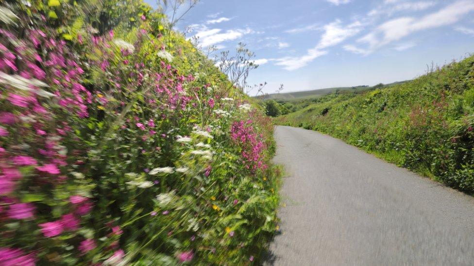 Country lane in summer - stock photo