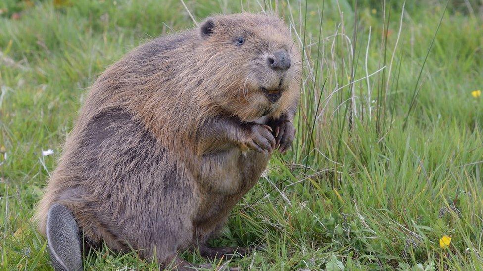 A beaver sitting up