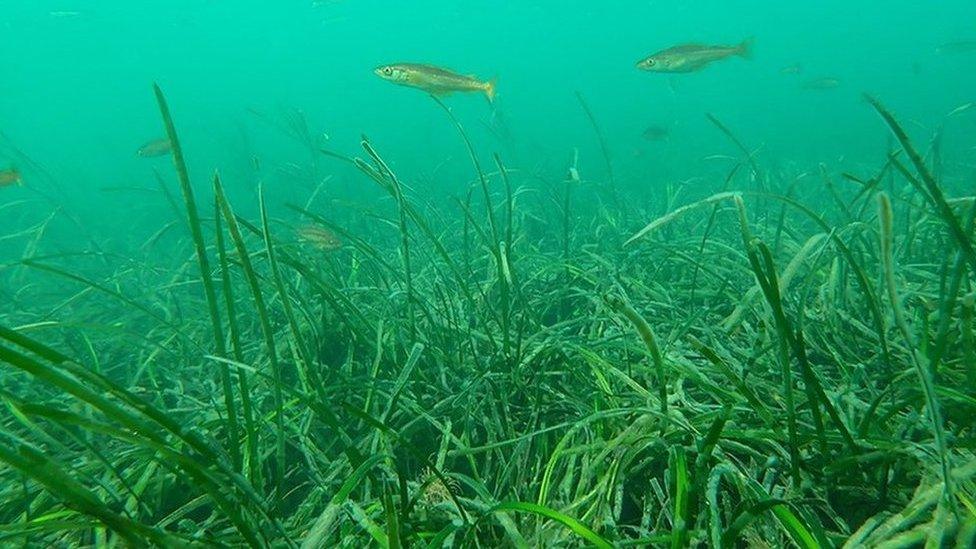 Undated handout photo of Pollack in a seagrass nursey